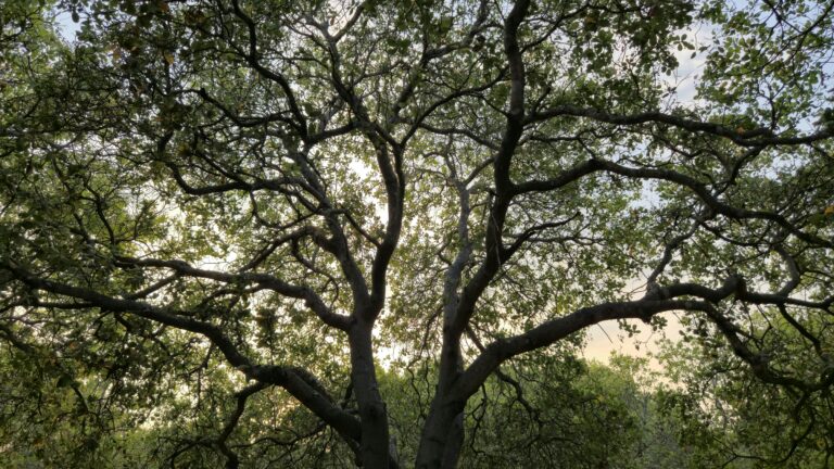 Serene view of tree branches and lush green forest canopy in Gia Lai, Vietnam.
